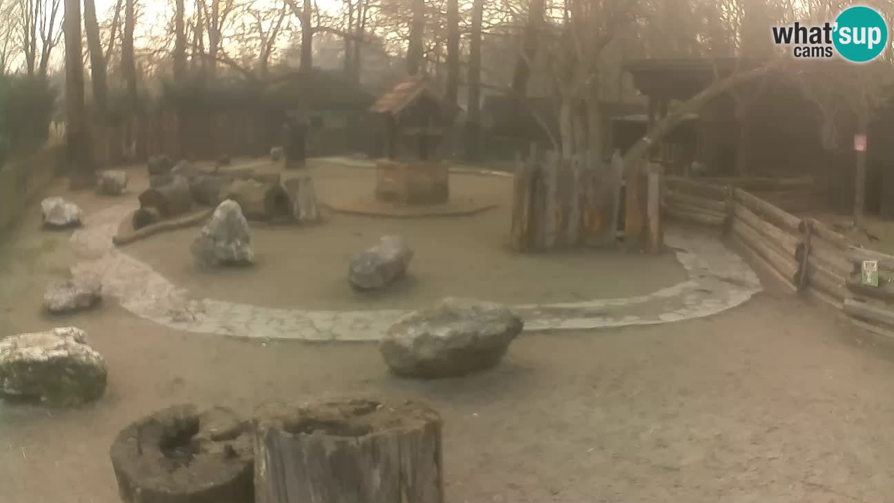 Zoo Zagreb – Rjava kapucinka