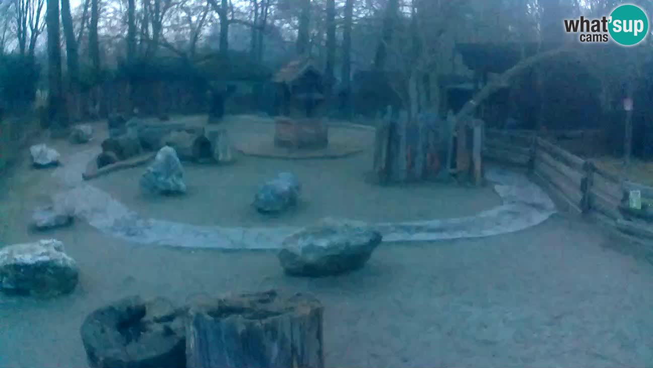 Zoo Zagreb – Haubenkapuziner