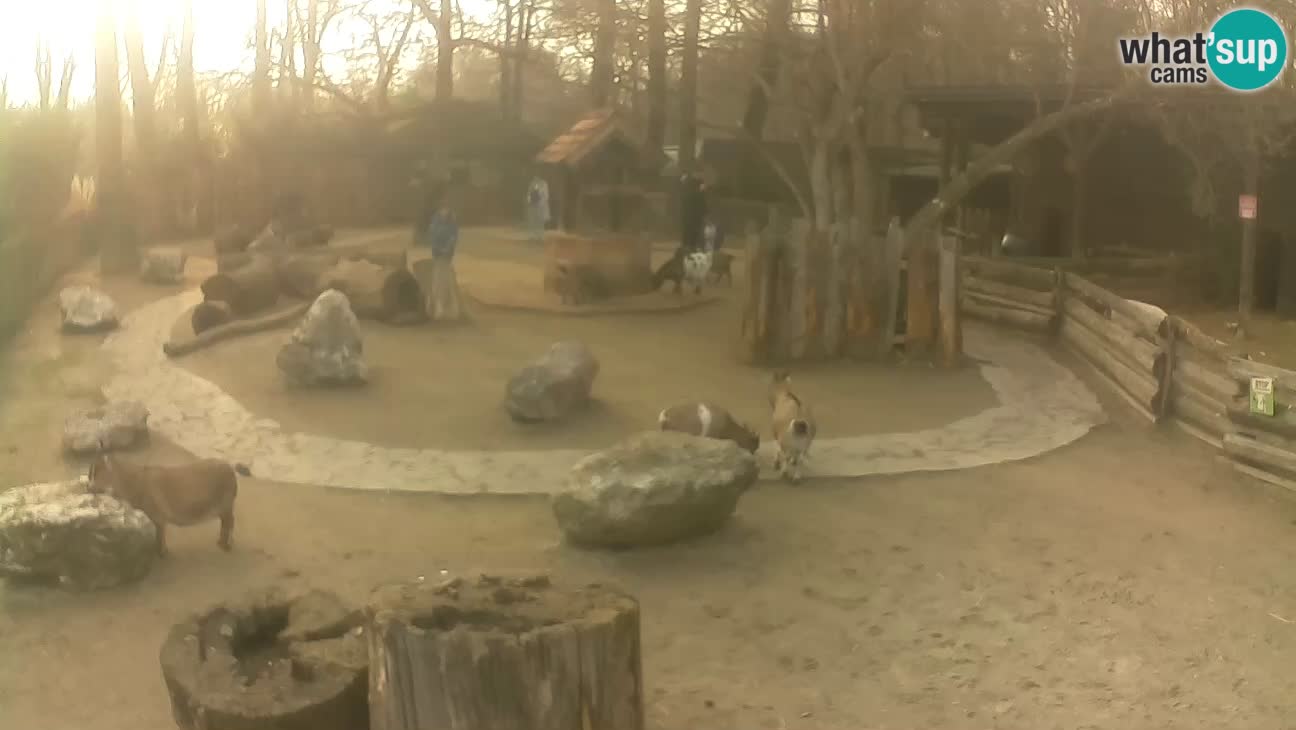 Zoo Zagreb – Rjava kapucinka