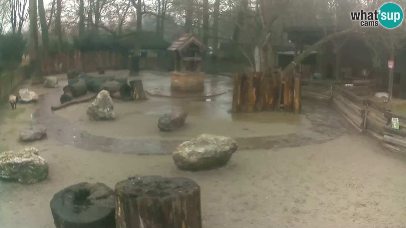 Zoo Zagreb –  Mono maicero