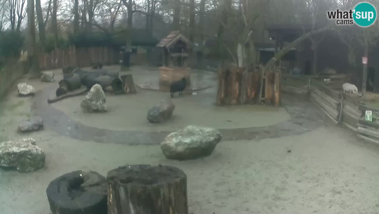 Zoo Zagreb – Rjava kapucinka