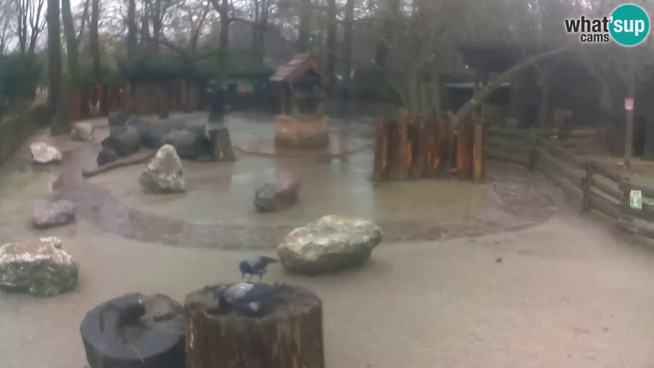 Zoo Zagreb – Haubenkapuziner