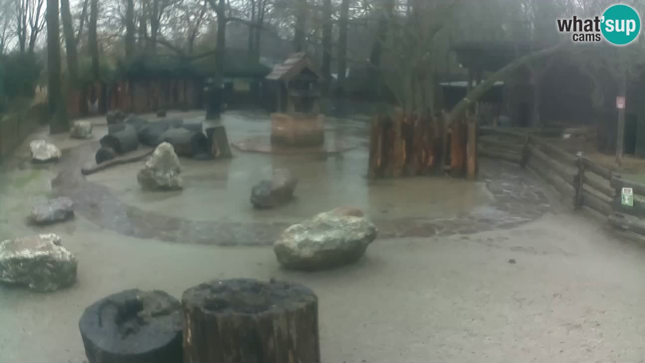 Zoo Zagreb – Rjava kapucinka