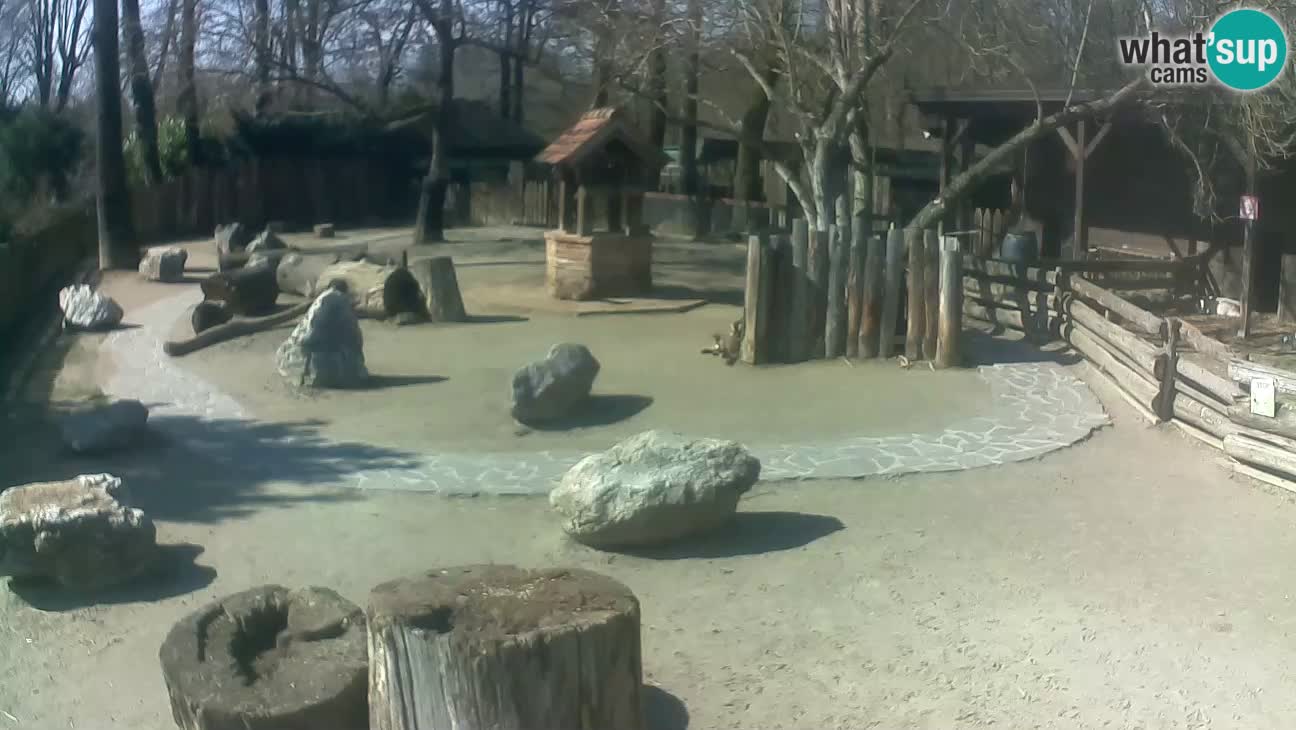 Zoo Zagreb – Rjava kapucinka