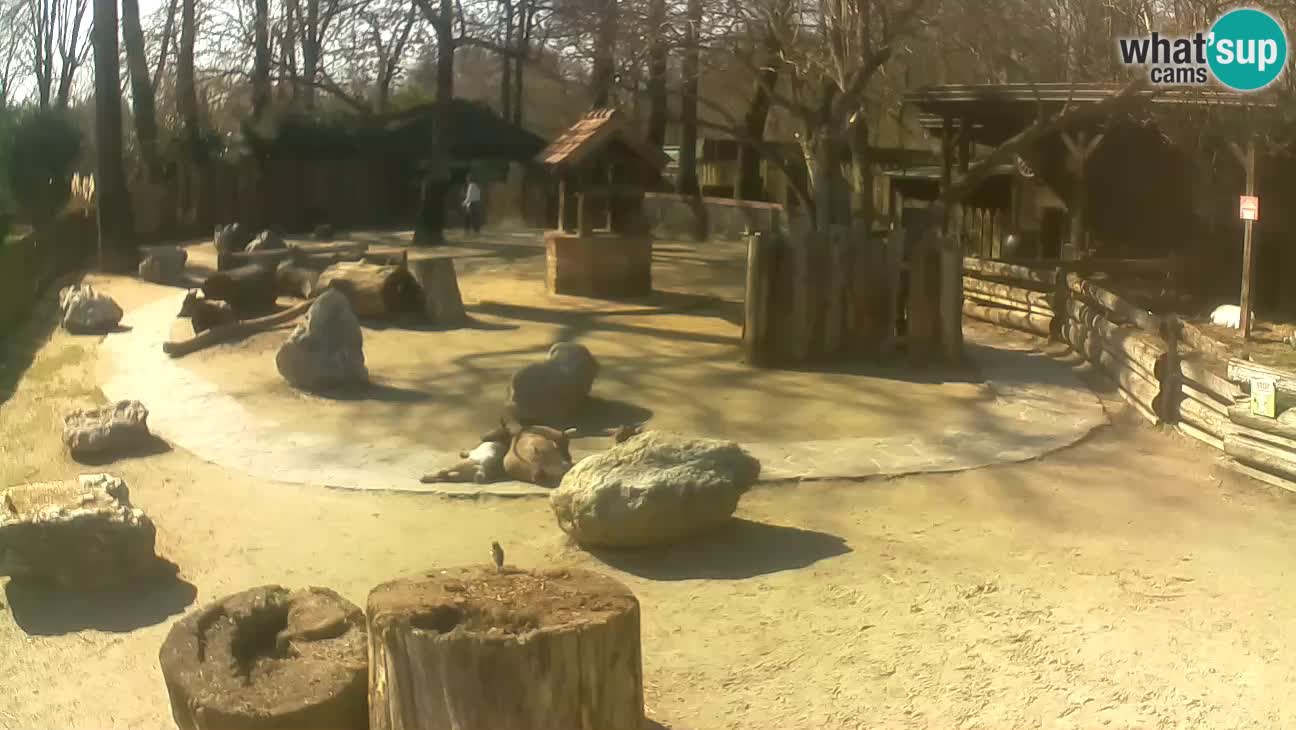 Zoo Zagreb – Haubenkapuziner