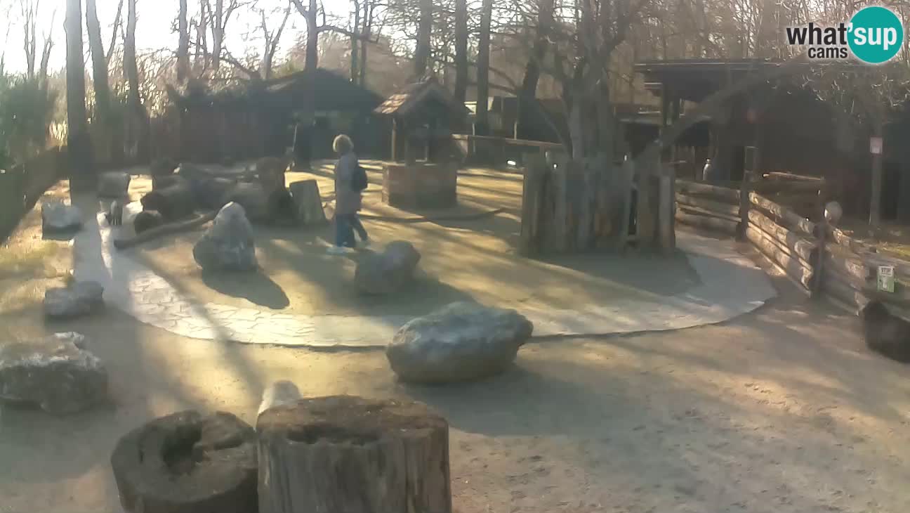 Zoo Zagreb – Cebus apella