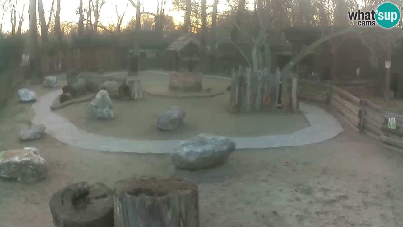 Zoo Zagreb – Rjava kapucinka