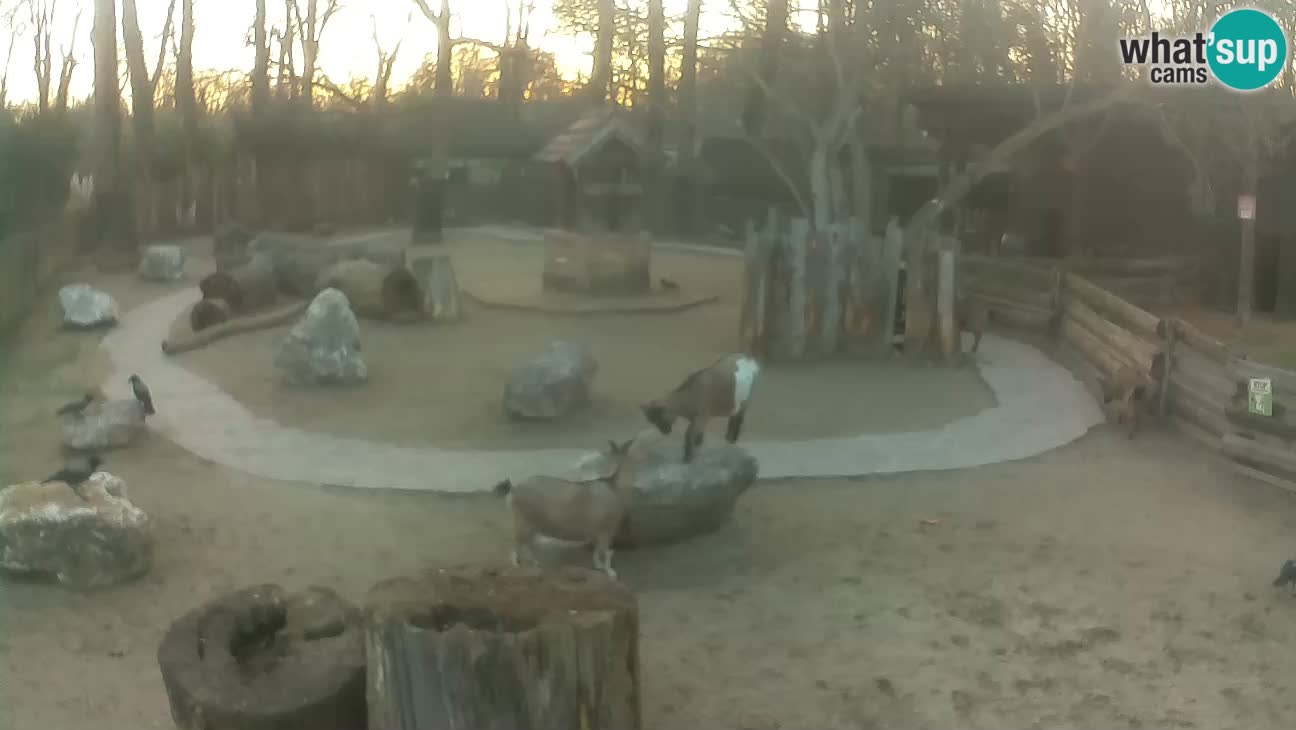 Zoo Zagreb – Rjava kapucinka