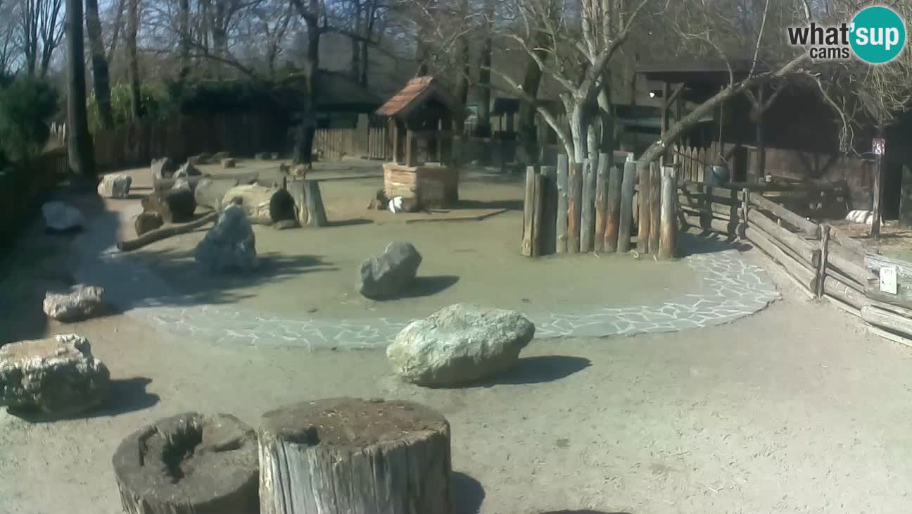 Zoo Zagreb – Rjava kapucinka