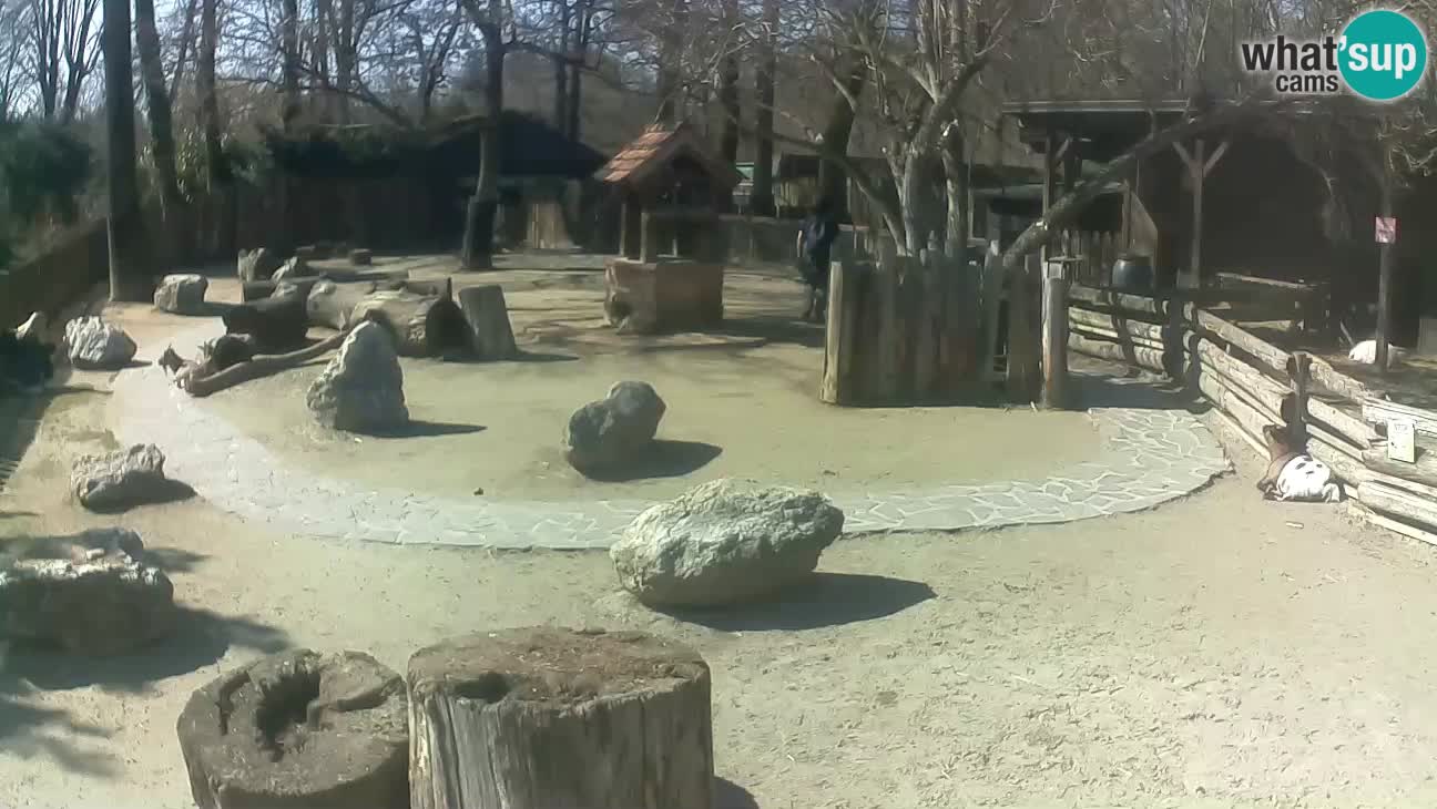 Zoo Zagreb –  Mono maicero