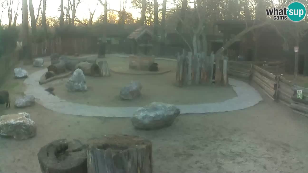 Zoo Zagreb – Rjava kapucinka