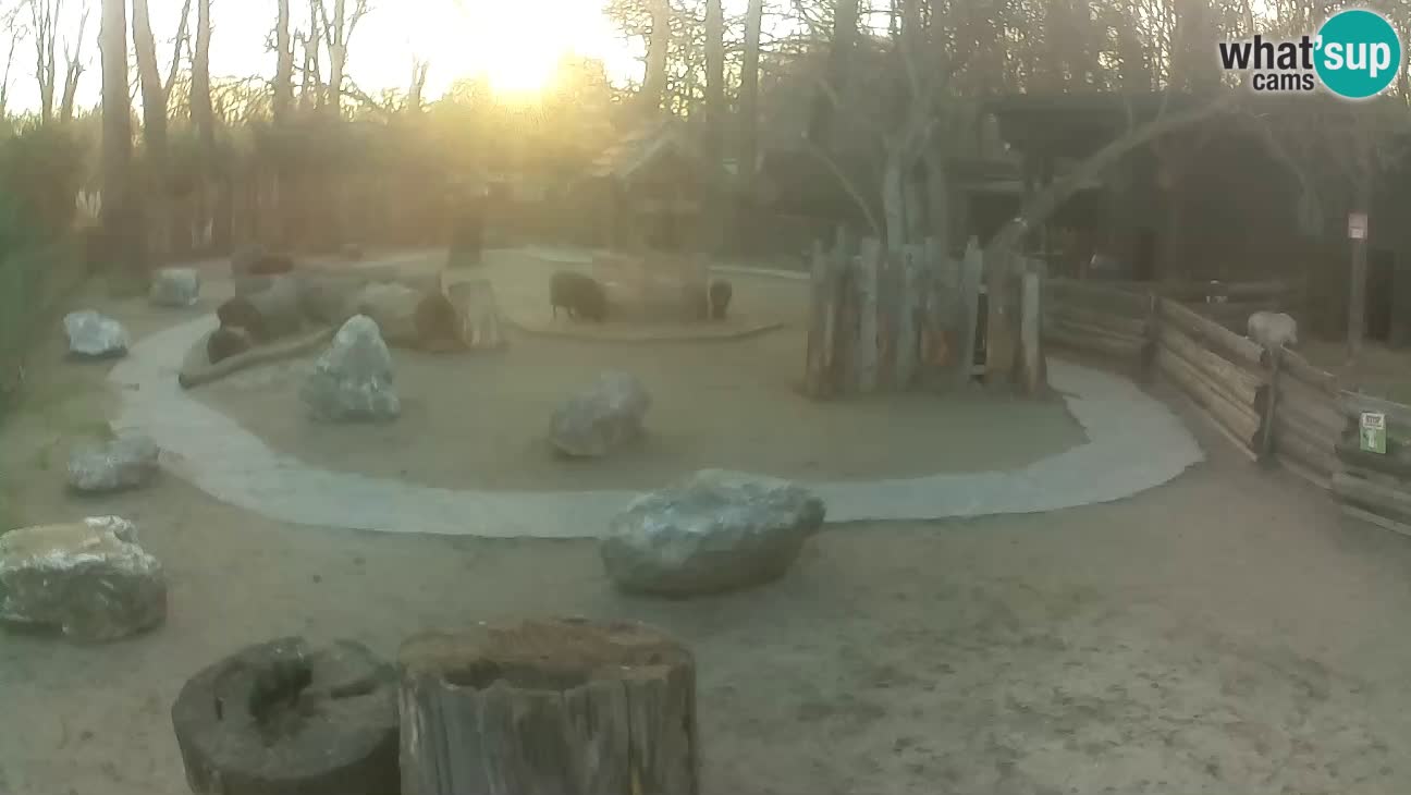 Zoo Zagreb –  Mono maicero