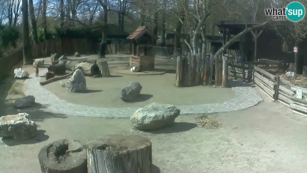 Zoo Zagreb –  Mono maicero