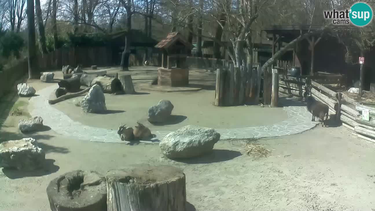 Zoo Zagreb – Haubenkapuziner