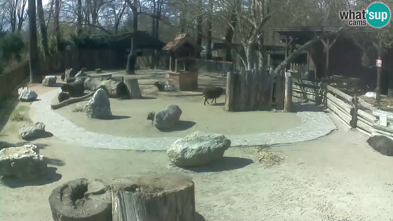 Zoo Zagreb – Haubenkapuziner