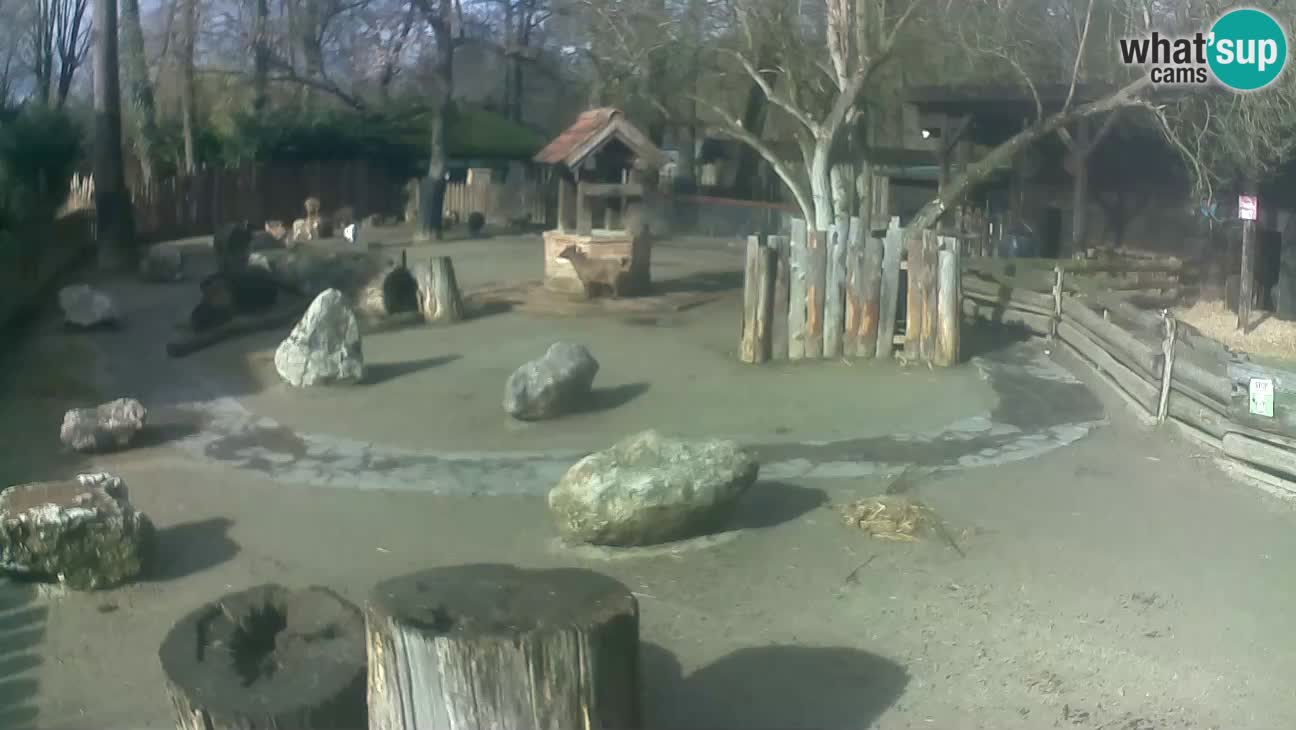 Zoo Zagreb – Cebus apella