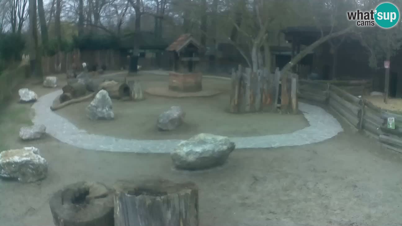 Zoo Zagreb – Haubenkapuziner