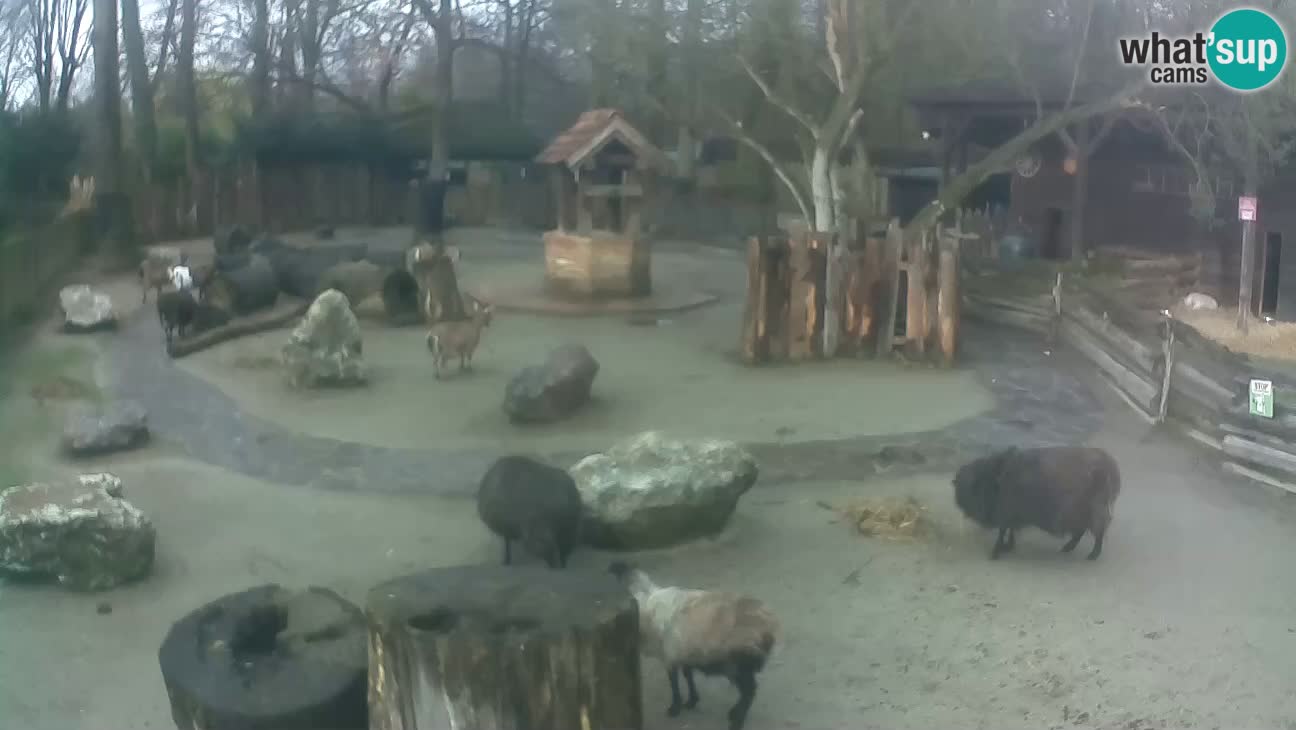 Zoo Zagreb – Haubenkapuziner