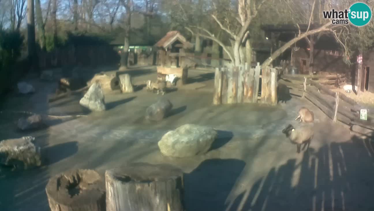 Zoo Zagreb – Haubenkapuziner