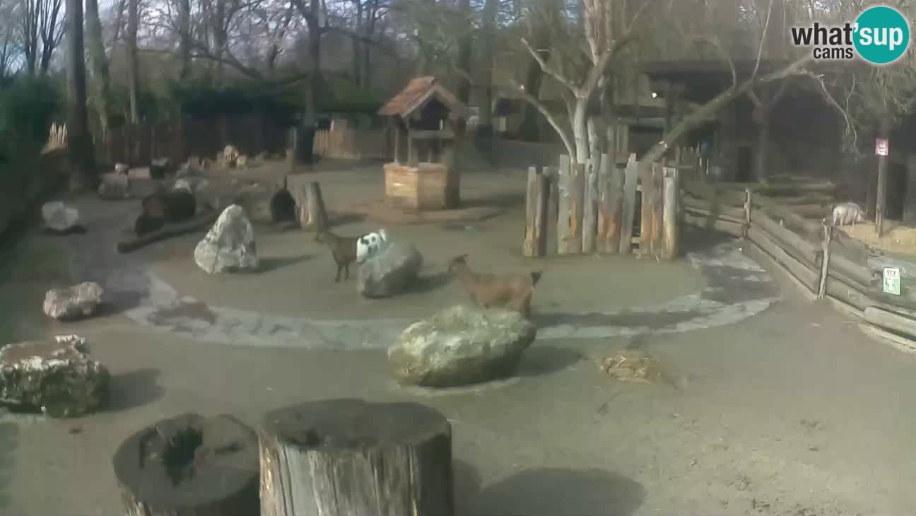 Zoo Zagreb – Cebo dai cornetti