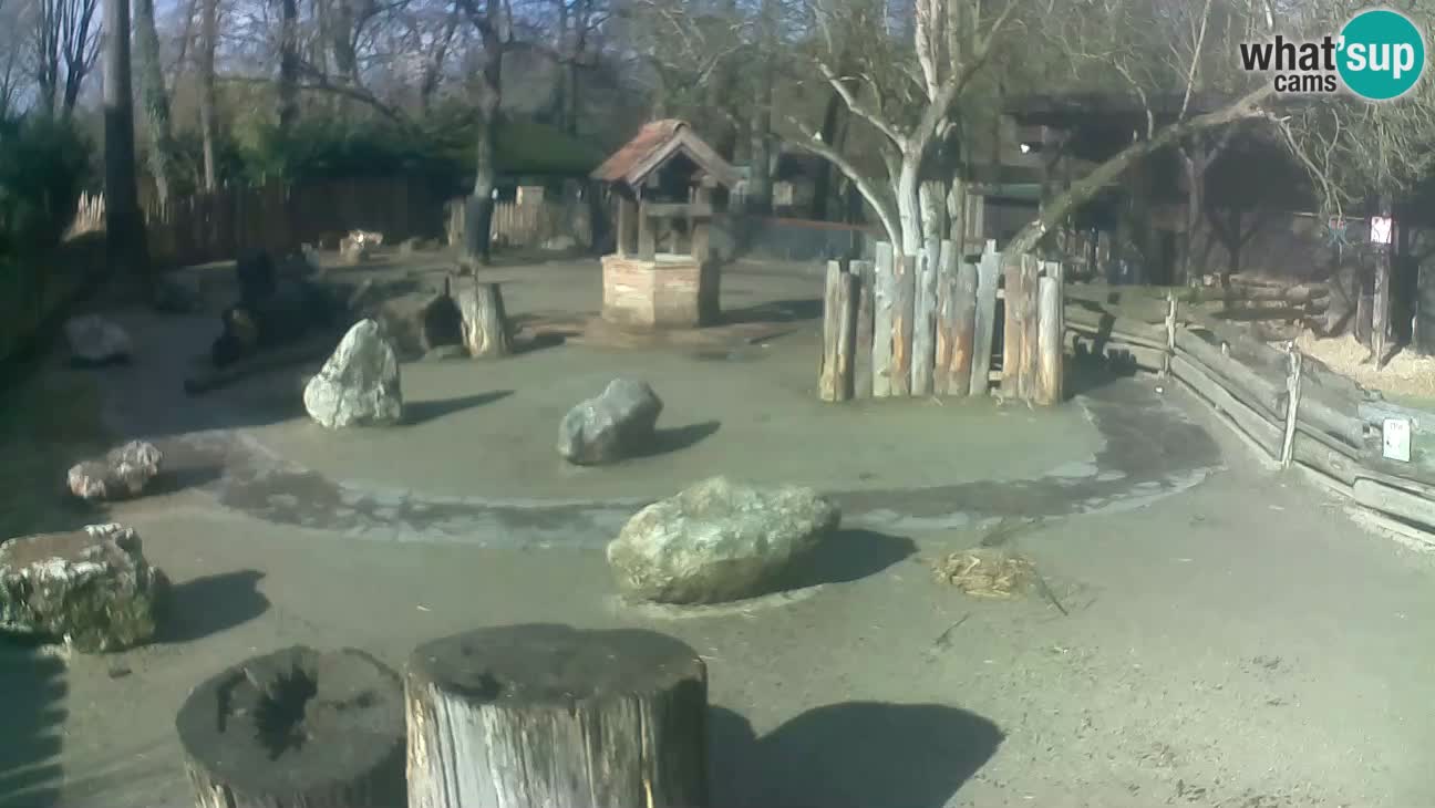 Zoo Zagreb – Rjava kapucinka