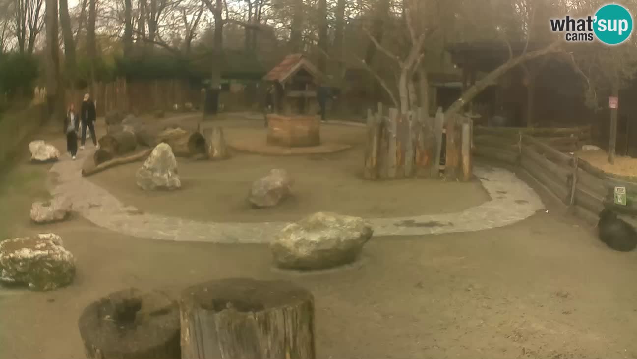 Zoo Zagreb – Haubenkapuziner