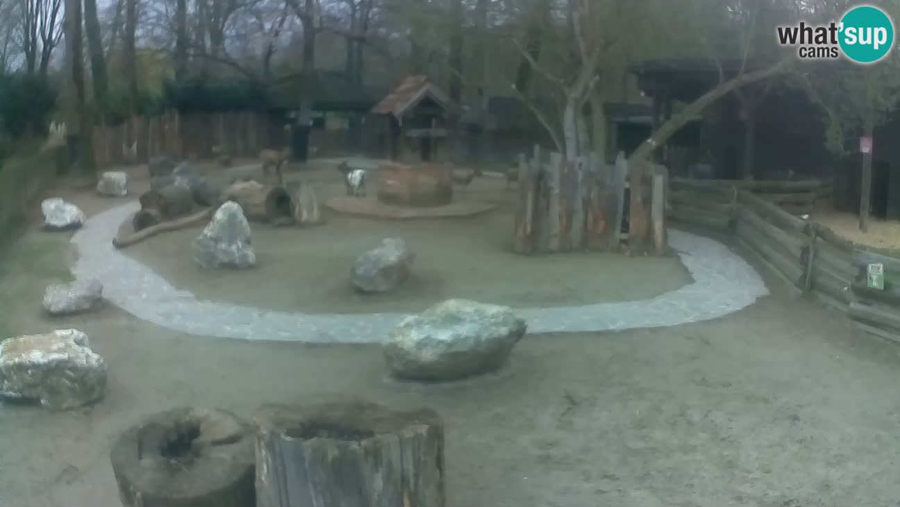 Zoo Zagreb – Cebus apella