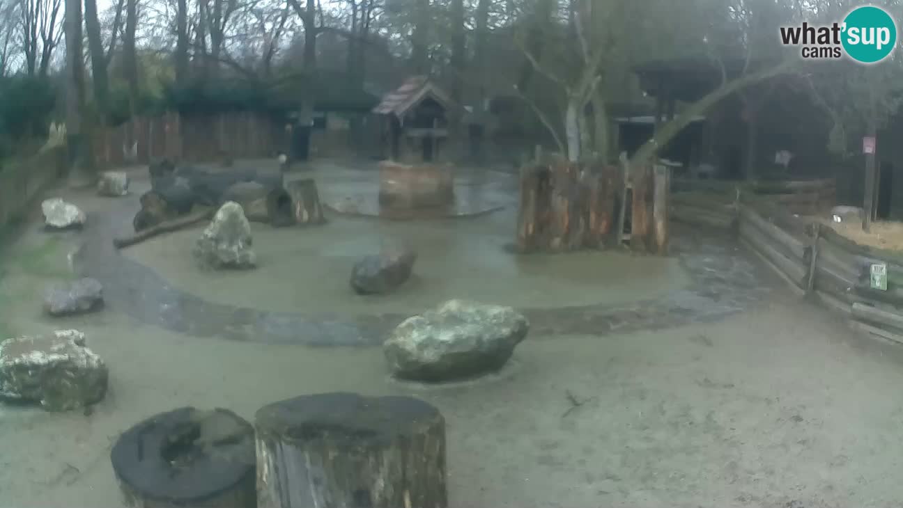 Zoo Zagreb – Haubenkapuziner