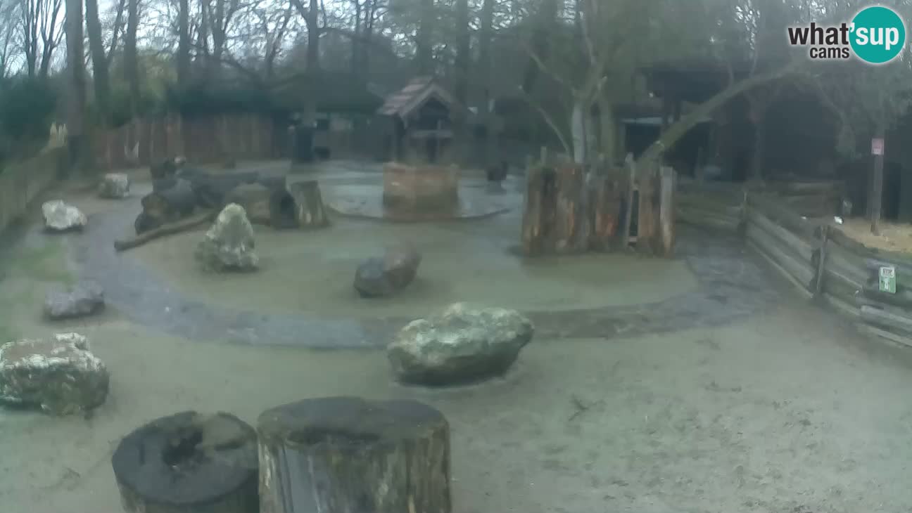 Zoo Zagreb – Rjava kapucinka