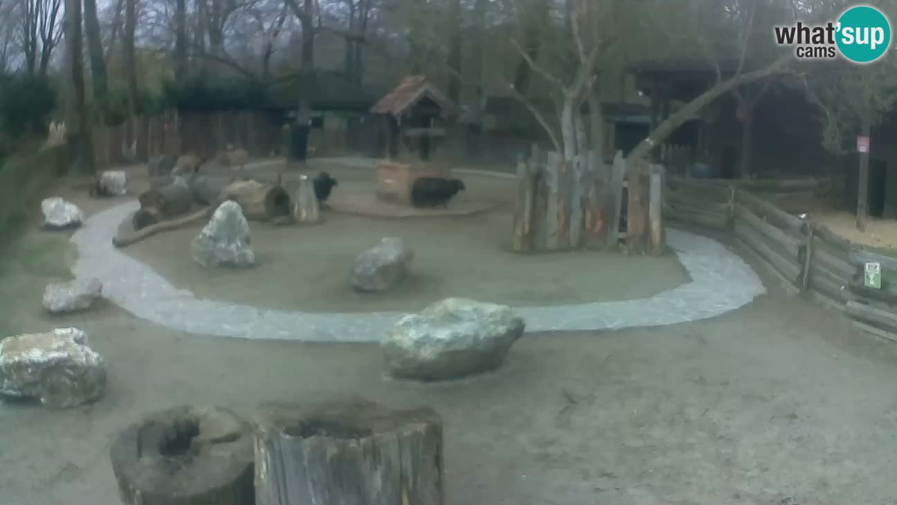 Zoo Zagreb –  Mono maicero