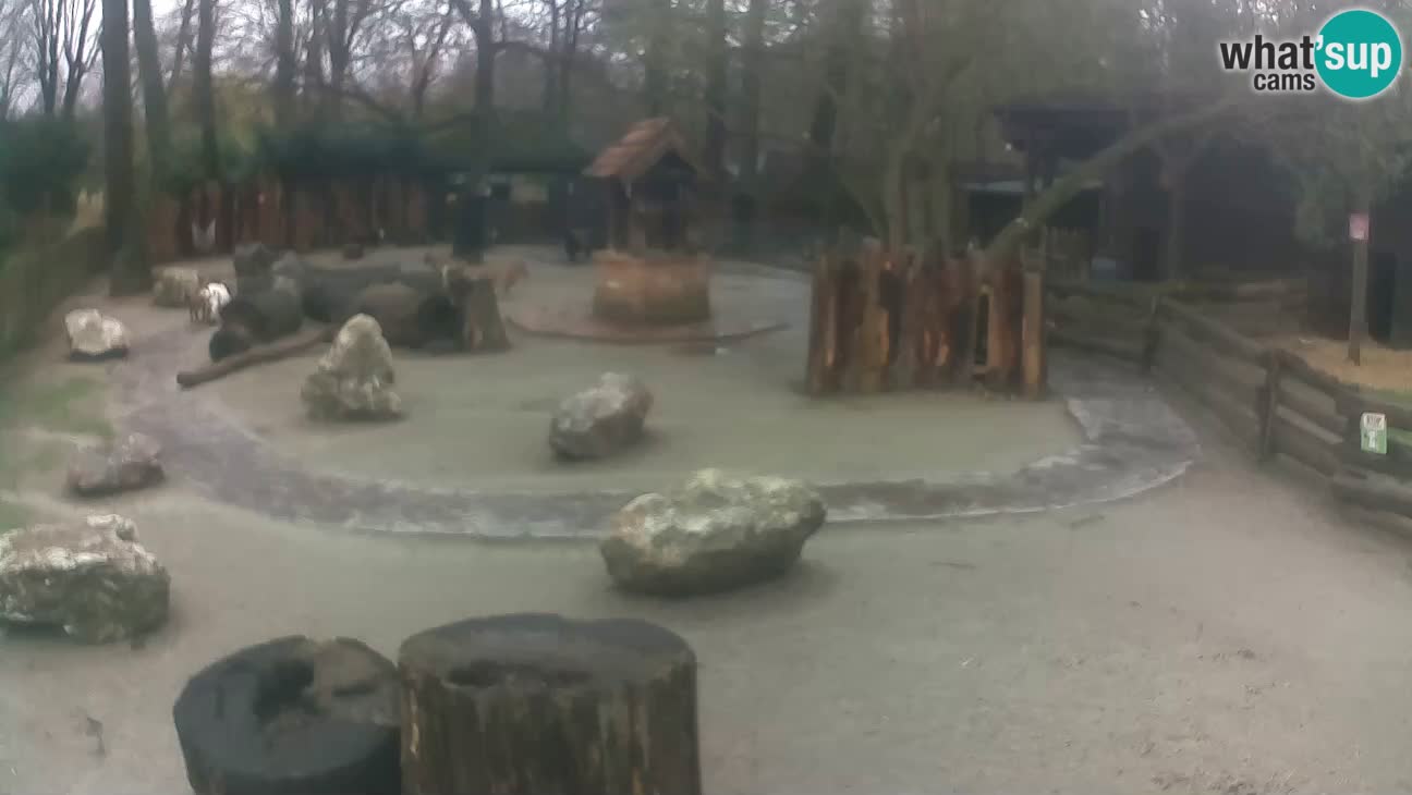 Zoo Zagreb – Cebo dai cornetti