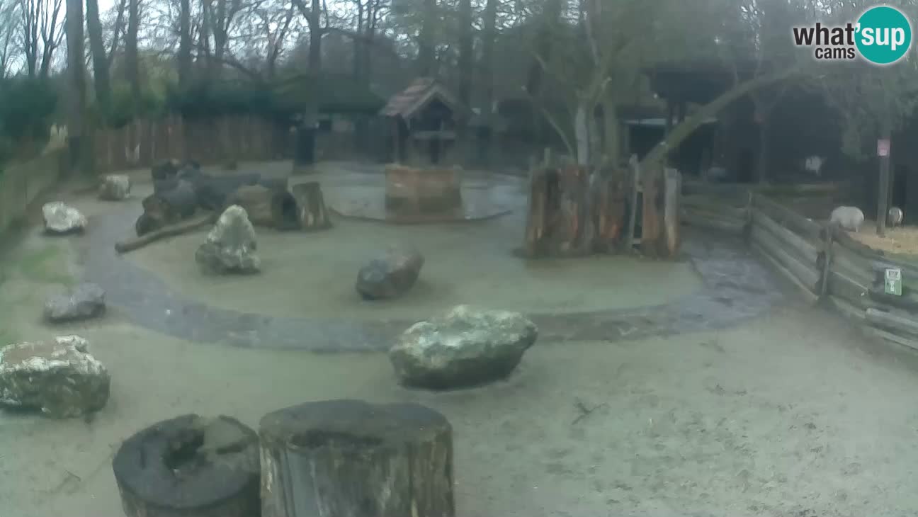 Zoo Zagreb –  Mono maicero