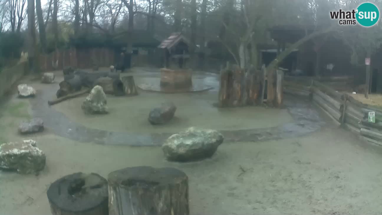 Zoo Zagreb –  Mono maicero