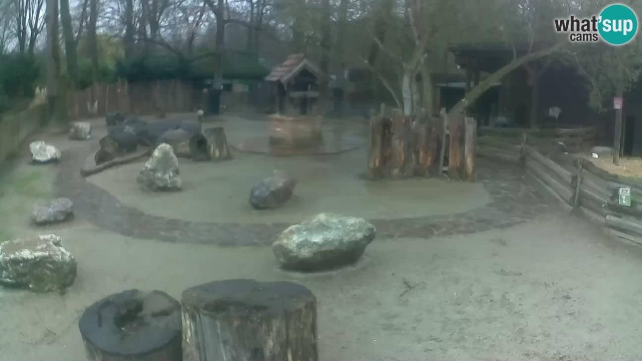 Zoo Zagreb – Haubenkapuziner