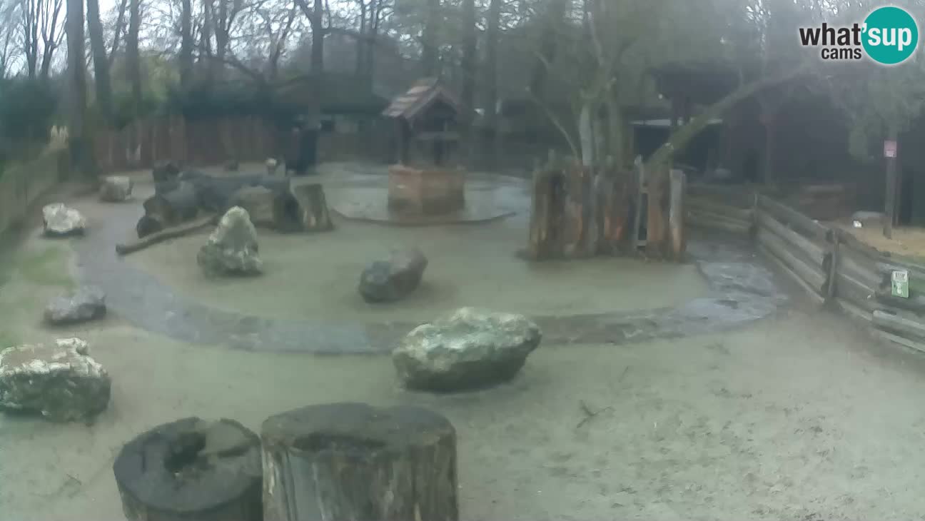 Zoo Zagreb – Haubenkapuziner