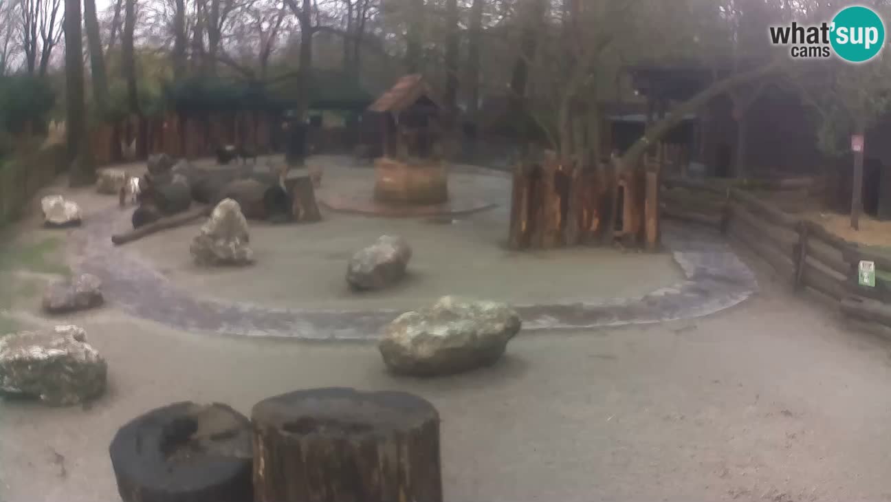 Zoo Zagreb –  Mono maicero