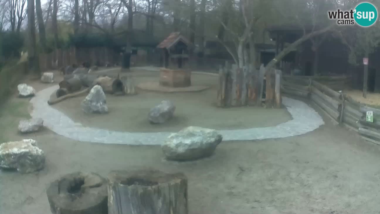 Zoo Zagreb – Haubenkapuziner