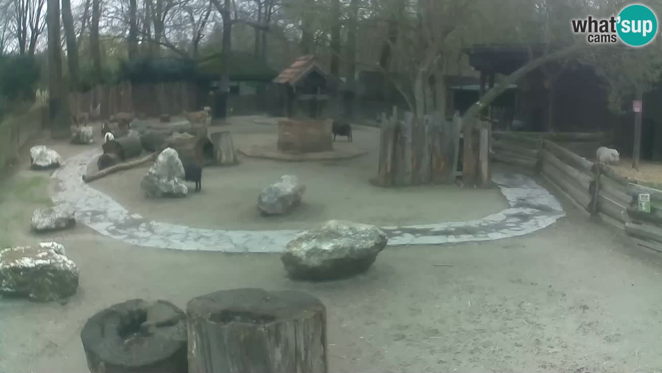 Zoo Zagreb – Cebo dai cornetti