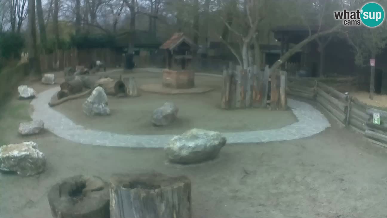 Zoo Zagreb – Haubenkapuziner