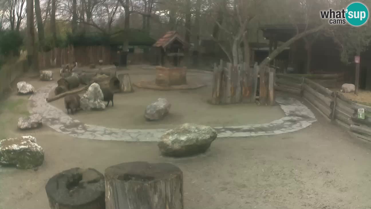 Zoo Zagreb – Haubenkapuziner