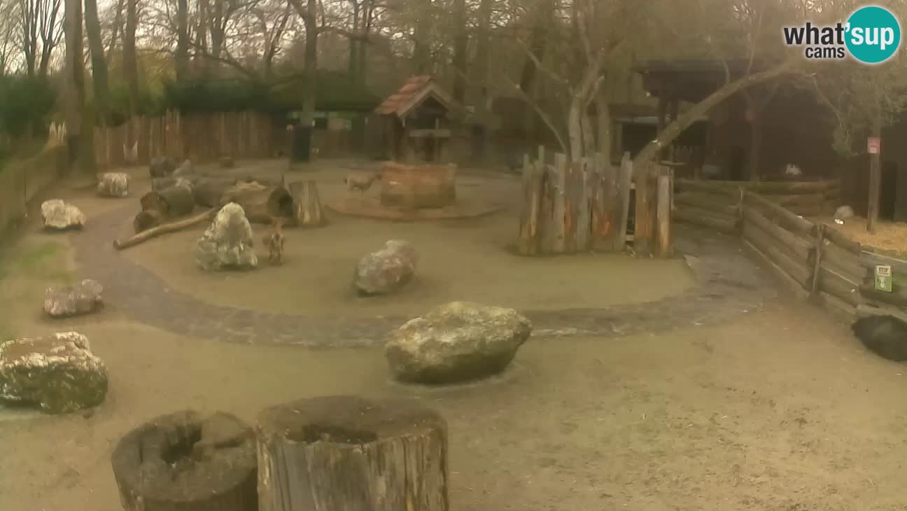 Zoo Zagreb – Cebus apella