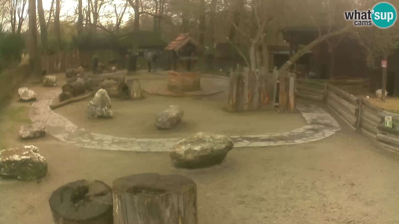 Zoo Zagreb – Haubenkapuziner