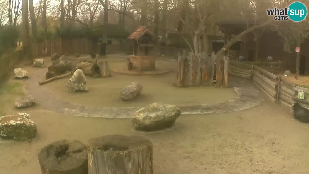 Zoo Zagreb – Rjava kapucinka