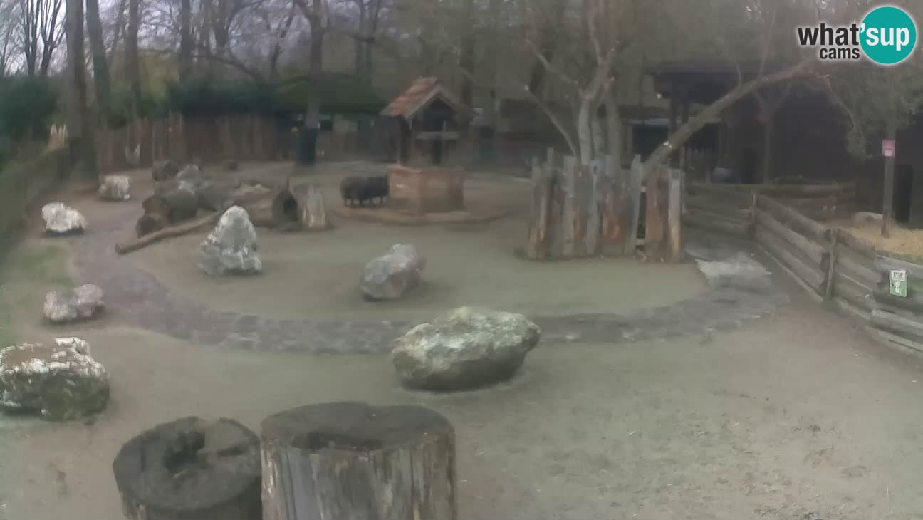 Zoo Zagreb –  Mono maicero