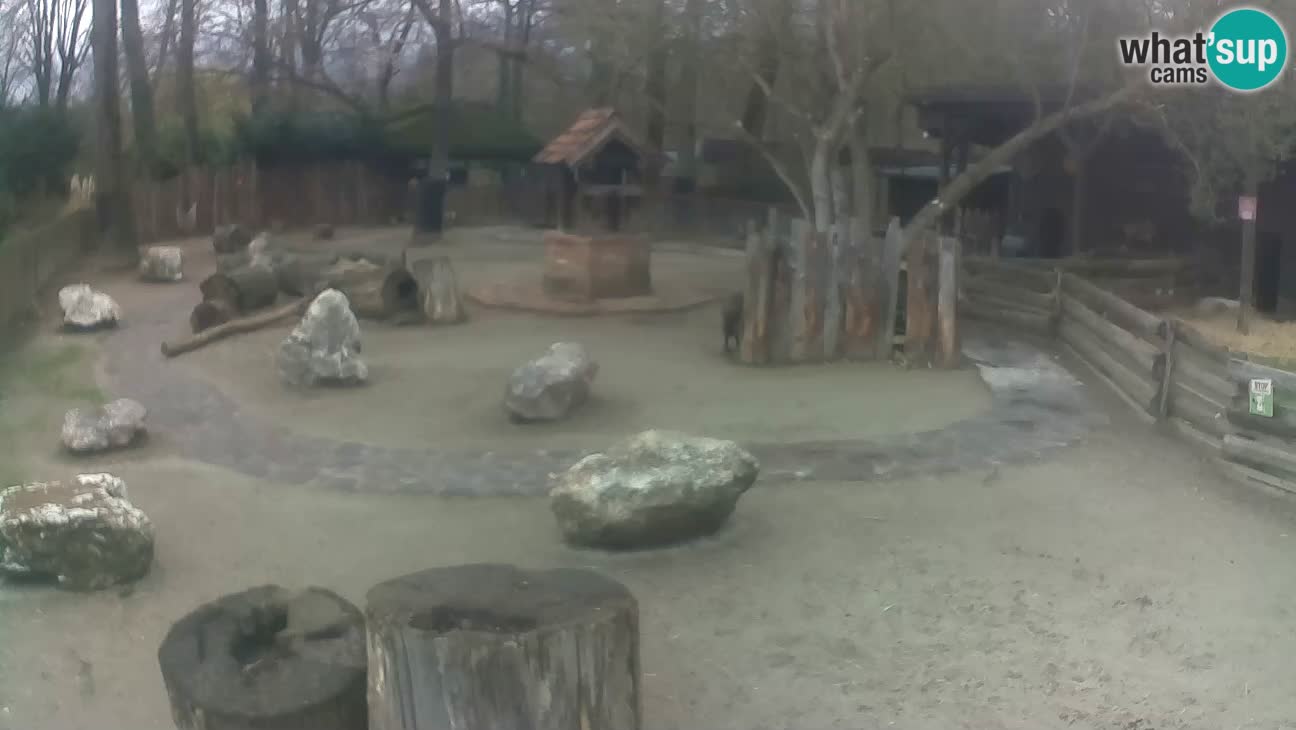 Zoo Zagreb – Rjava kapucinka