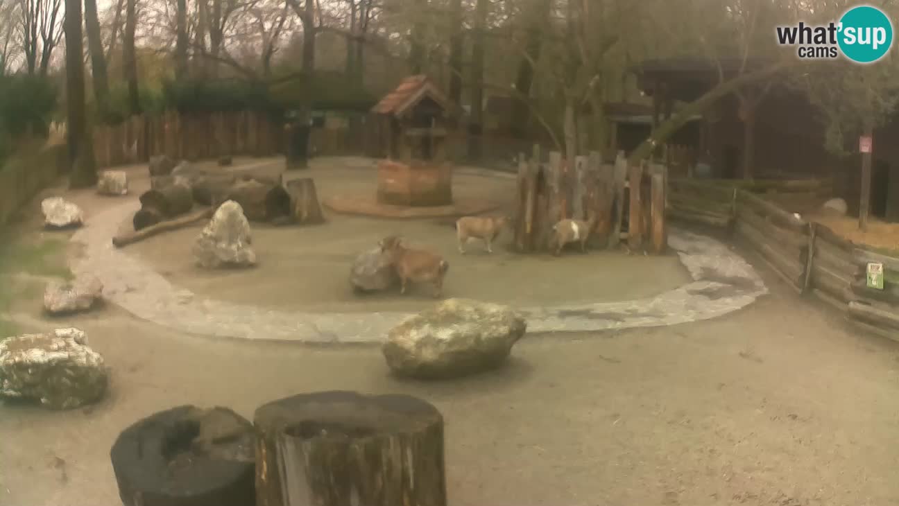 Zoo Zagreb –  Mono maicero