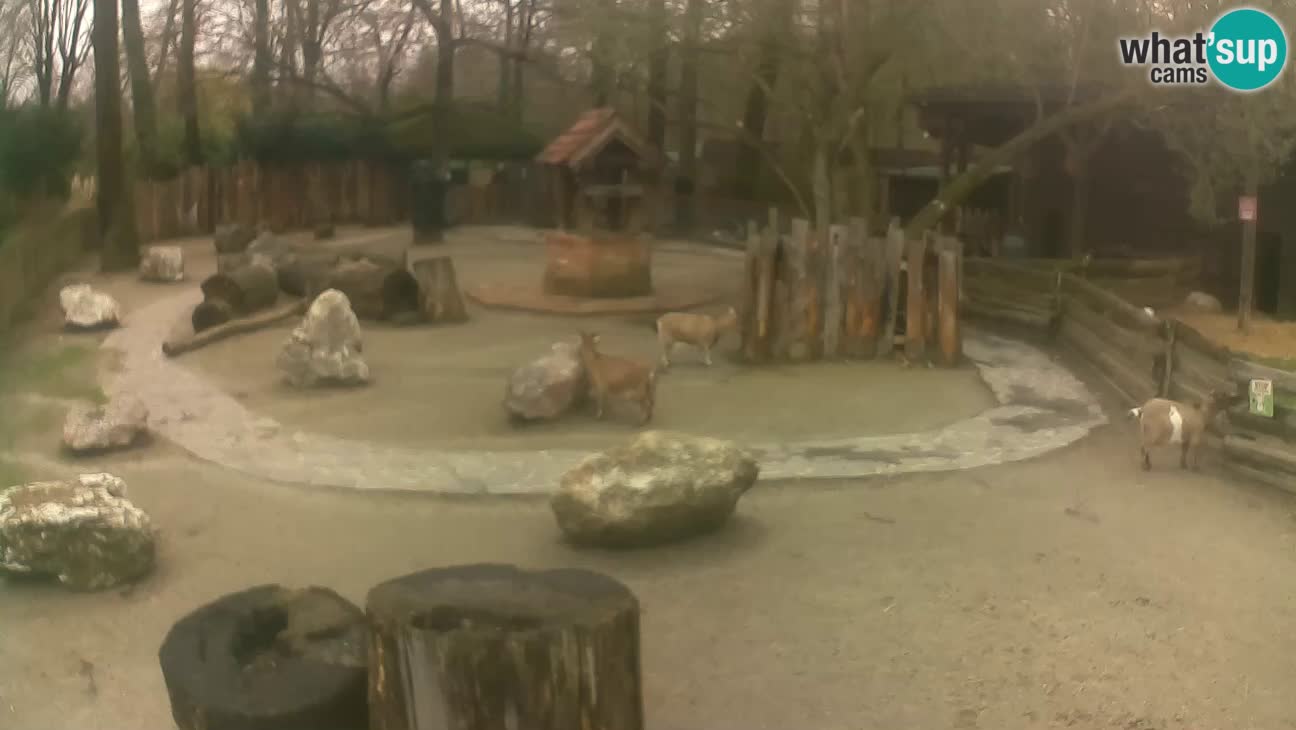 Zoo Zagreb –  Mono maicero