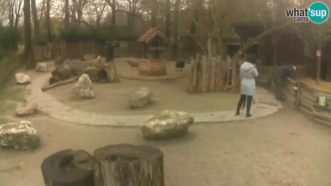 Zoo Zagreb – Cebus apella