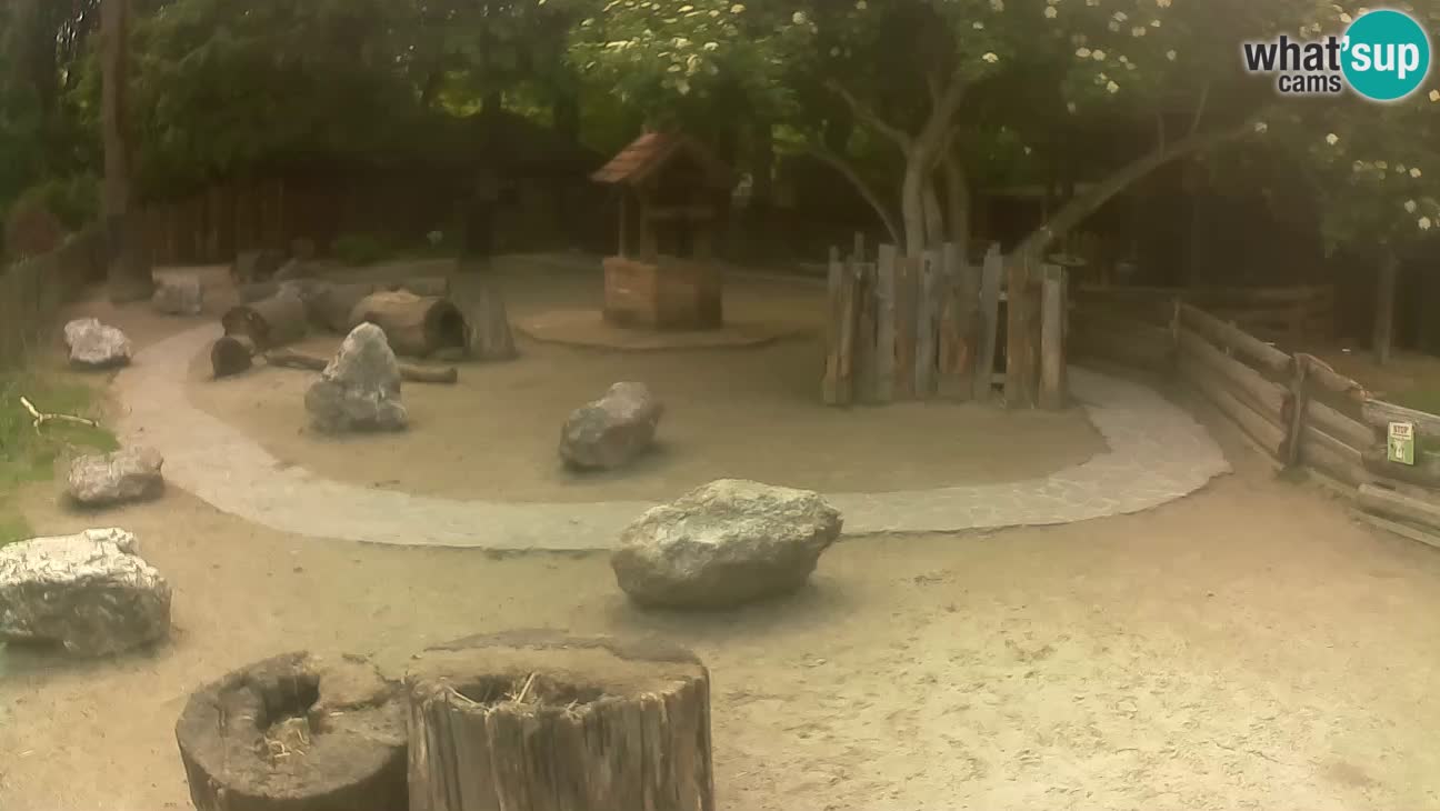 Zoo Zagreb – Haubenkapuziner