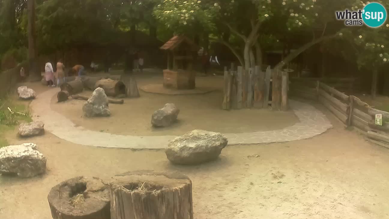 Zoo Zagreb – Cebus apella